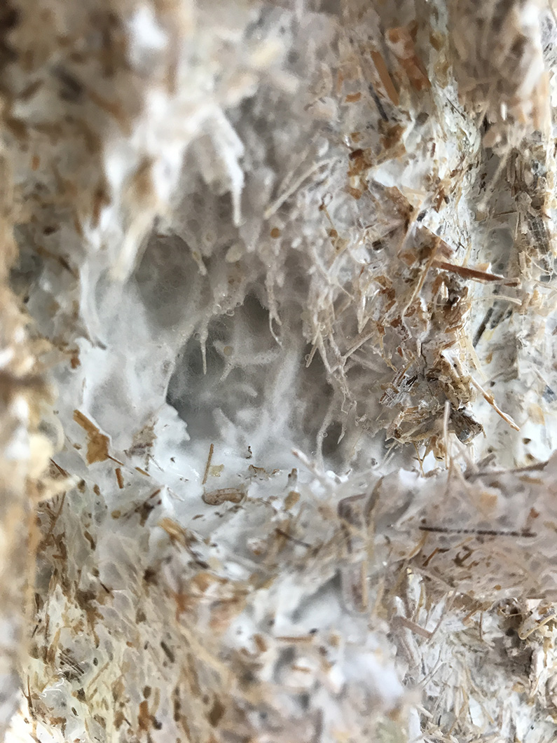 Spring 2017 Innovation Incubator – Tactical Mycelium